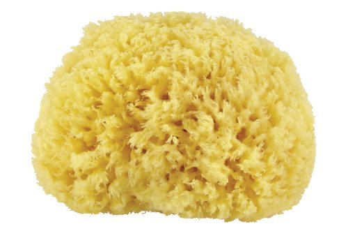 Premium Quality Natural Sea Sponge (Approx. Diameter 10cm) by Naturschwamm