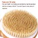 Body Brush For Wet Or Dry Brushing -Natural Bristle – Clean For Beauty Skin Health Gentle Exfoliating For Softer Stimulates Blood Circulation Remove Dead Skin And Toxinsthumb 3